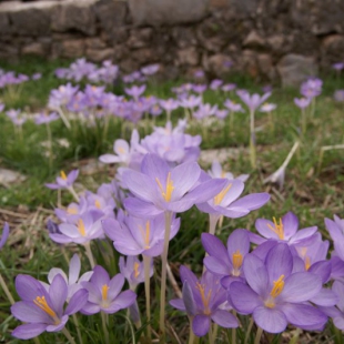 Crocus goulymyi